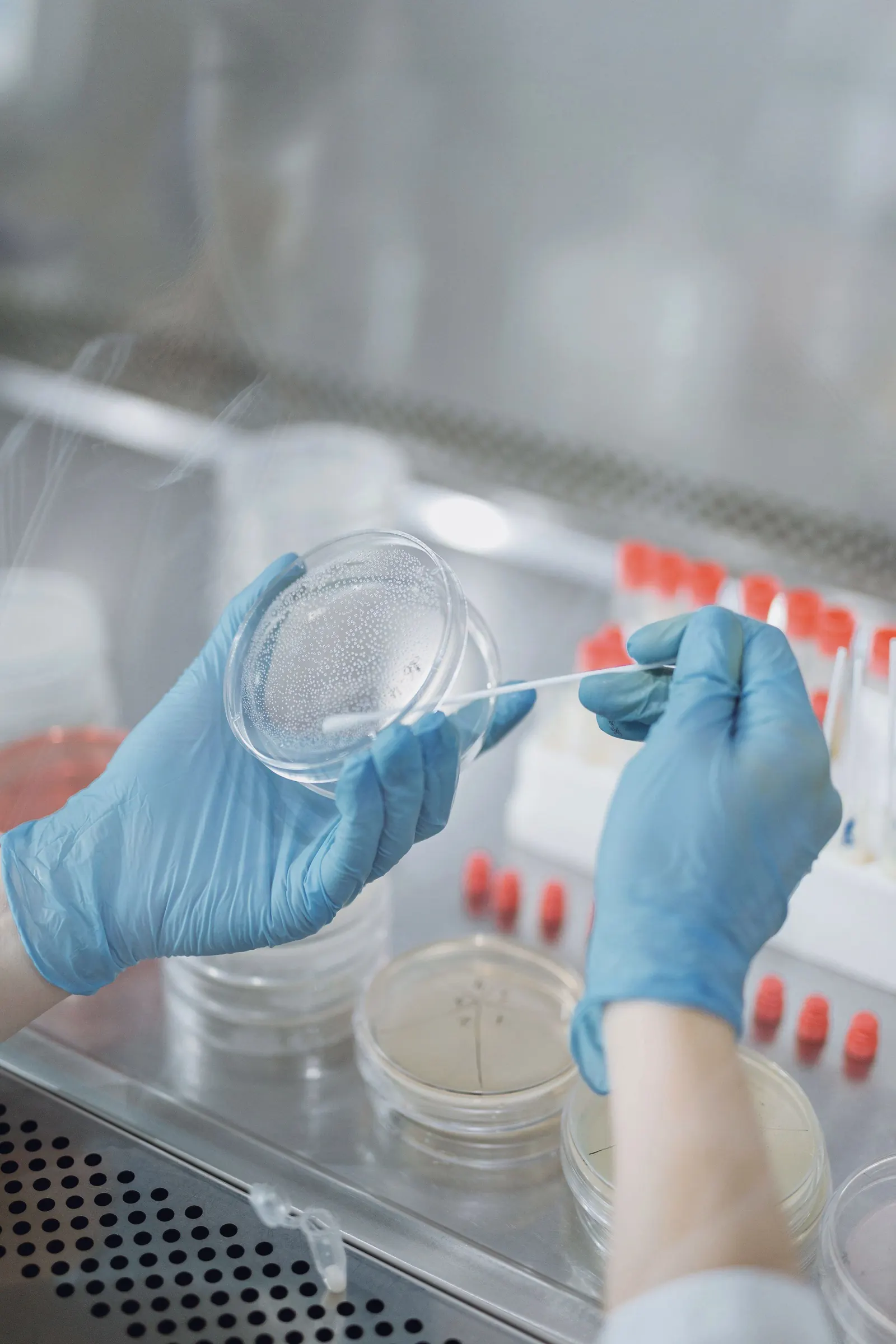 Gloved hands hold a petri dish in a sample cabinet.